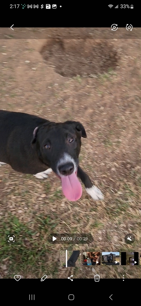 Panda, an adoptable Border Collie, Labrador Retriever in San Antonio, TX, 78264 | Photo Image 3