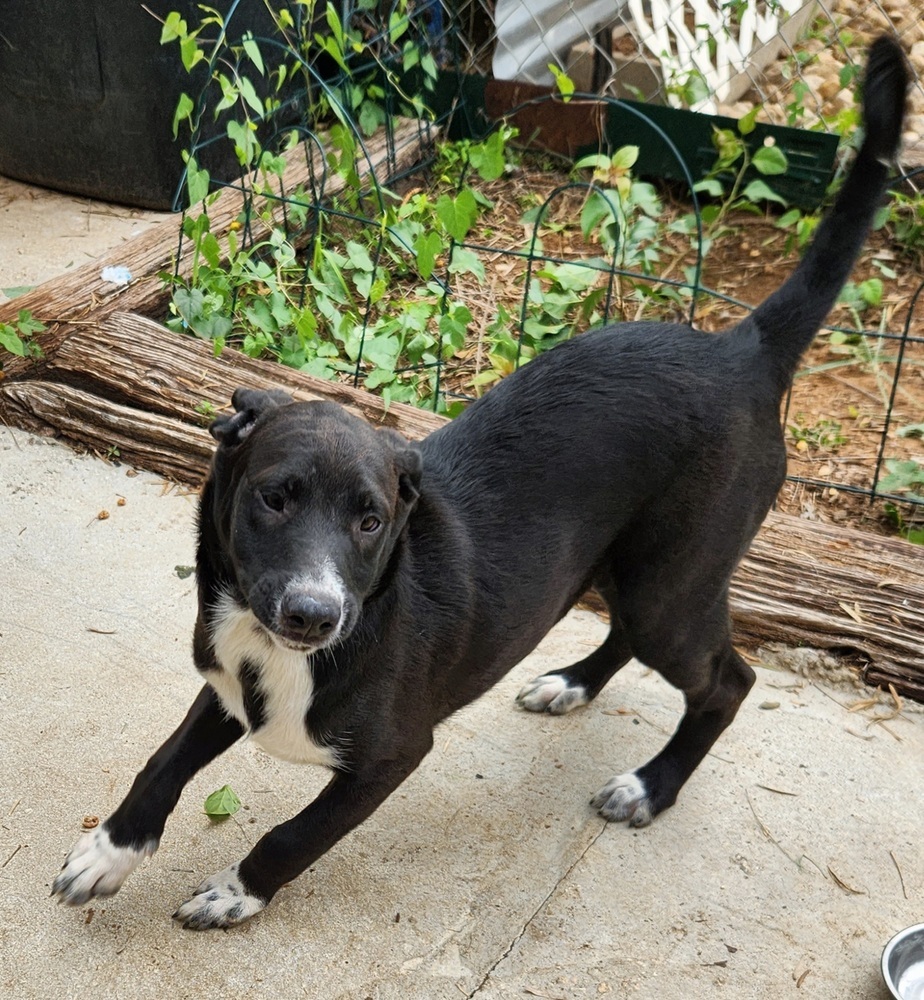 Panda, an adoptable Border Collie, Labrador Retriever in San Antonio, TX, 78264 | Photo Image 4