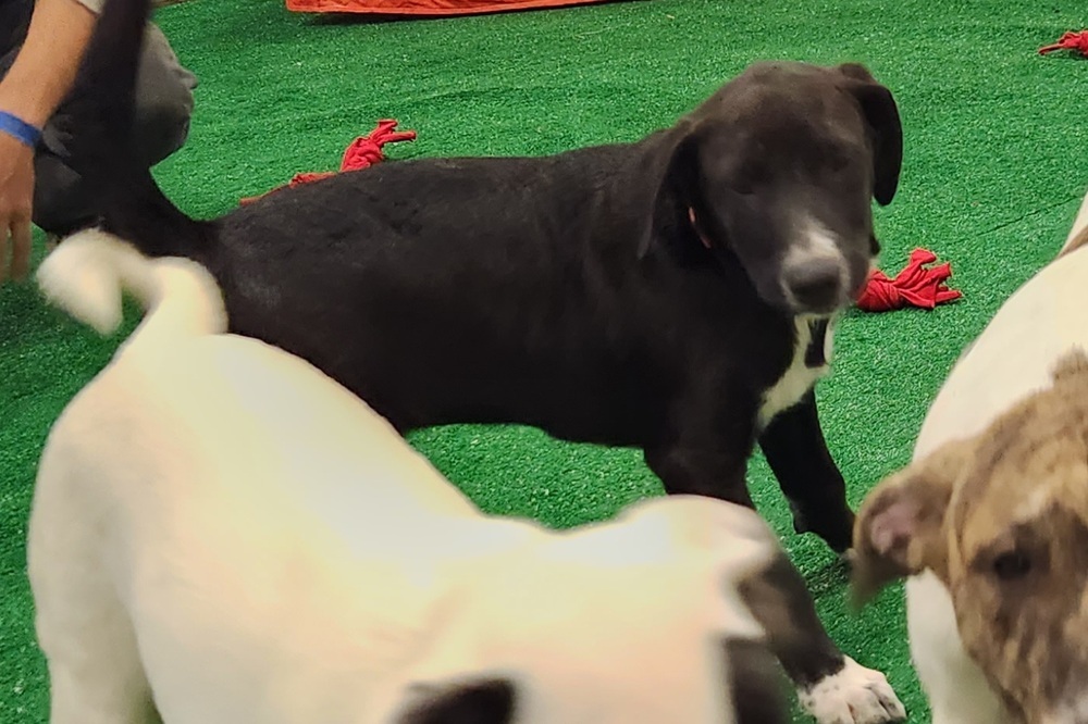 Panda, an adoptable Border Collie, Labrador Retriever in San Antonio, TX, 78264 | Photo Image 5