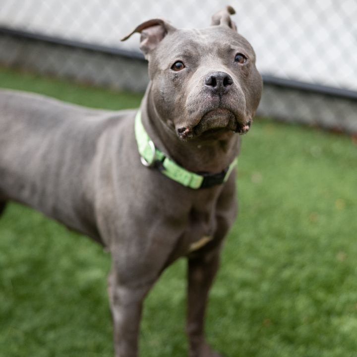 Sheba, an adoptable American Staffordshire Terrier Mix in Naperville, IL_image-6