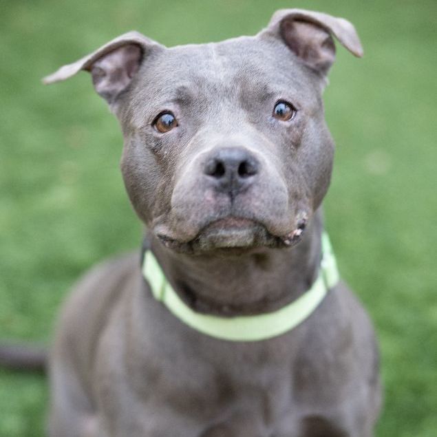 Sheba, an adoptable American Staffordshire Terrier Mix in Naperville, IL_image-1