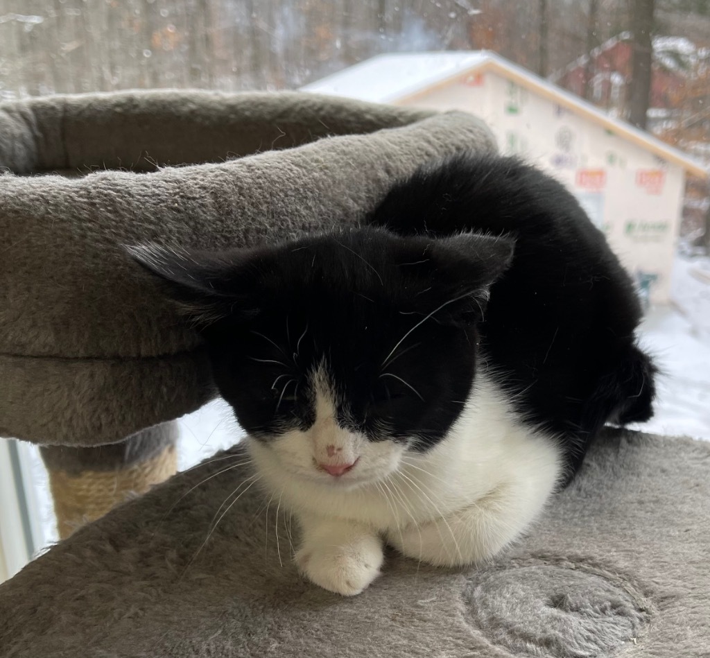 Potter, an adoptable Domestic Short Hair in Brainardsville, NY, 12915 | Photo Image 1