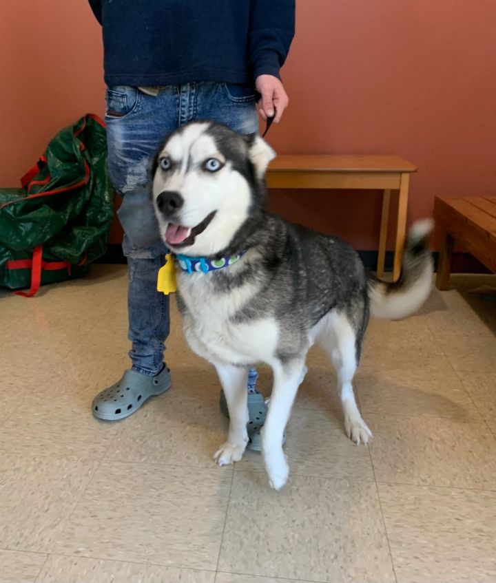 Holly, an adopted Husky in Jackson, MS_image-2