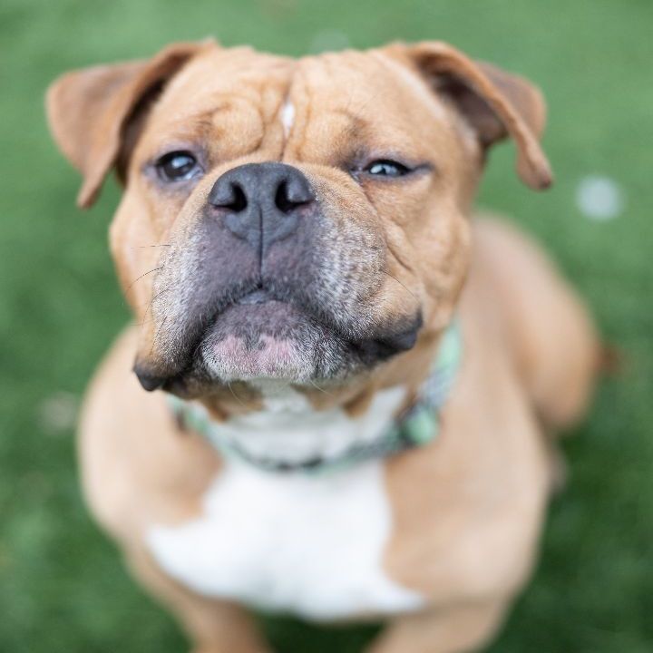 Akira, an adopted English Bulldog Mix in Naperville, IL_image-2