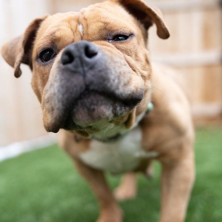Akira, an adopted English Bulldog Mix in Naperville, IL_image-4