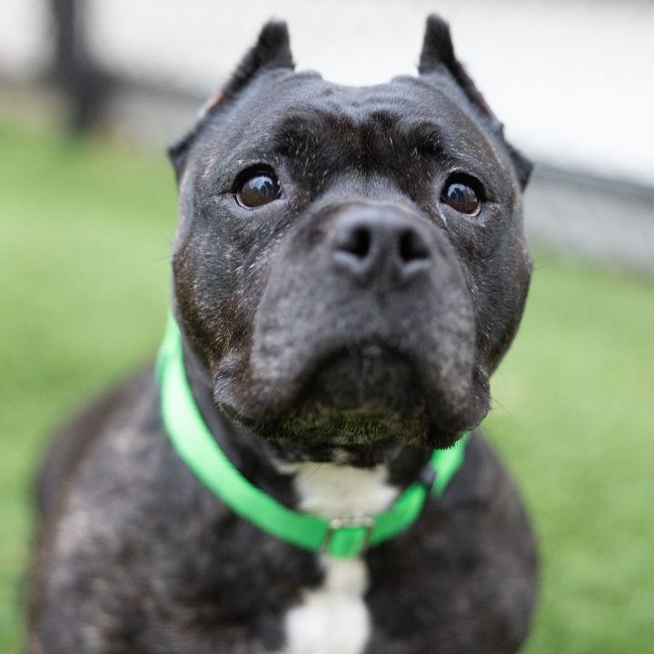 Butterbean, an adoptable Staffordshire Bull Terrier Mix in Naperville, IL_image-3