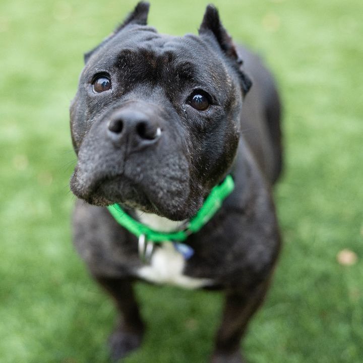 Butterbean, an adoptable Staffordshire Bull Terrier Mix in Naperville, IL_image-1