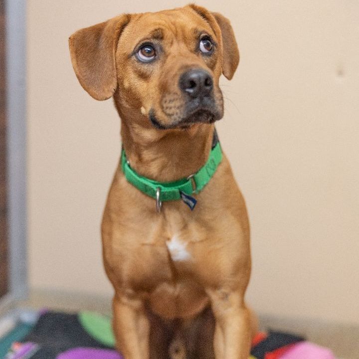 Sawyer, an adopted Hound Mix in Naperville, IL_image-3