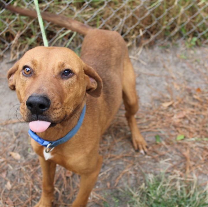 Ziggy, an adoptable Redbone Coonhound Mix in Statesboro, GA_image-1