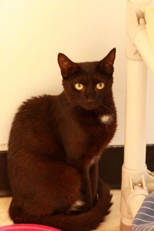 Aunt Bea, Senior Female Domestic Short Hair