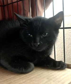 Flanders, Adult Male Domestic Short Hair