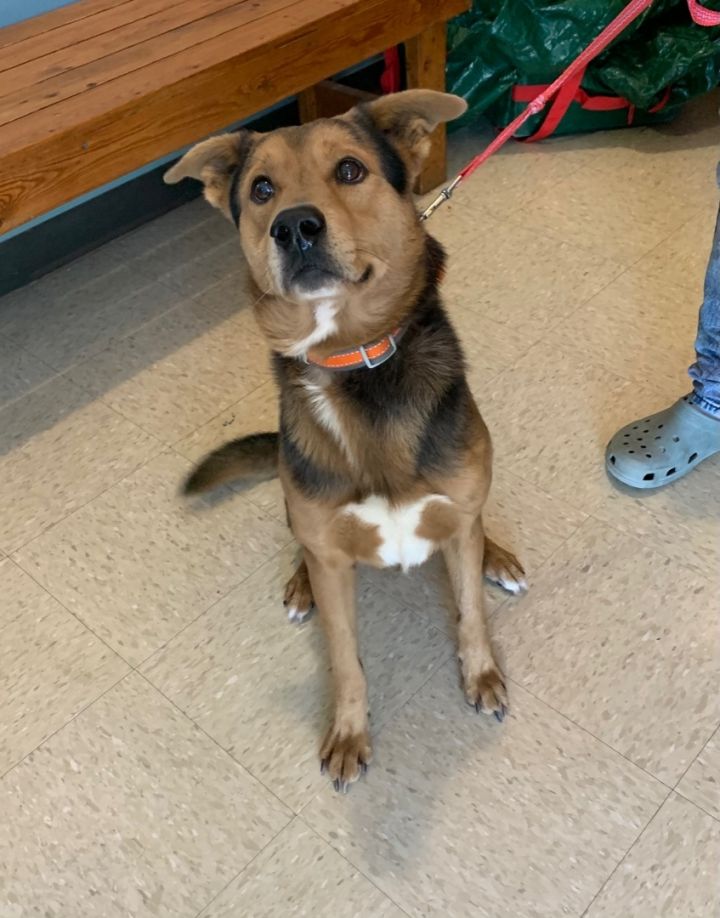 Max, an adopted Shepherd Mix in Jackson, MS_image-1
