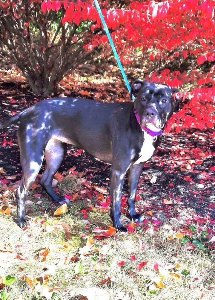 Olive, an adoptable Pit Bull Terrier & American Staffordshire Terrier Mix in Lexington, KY_image-3