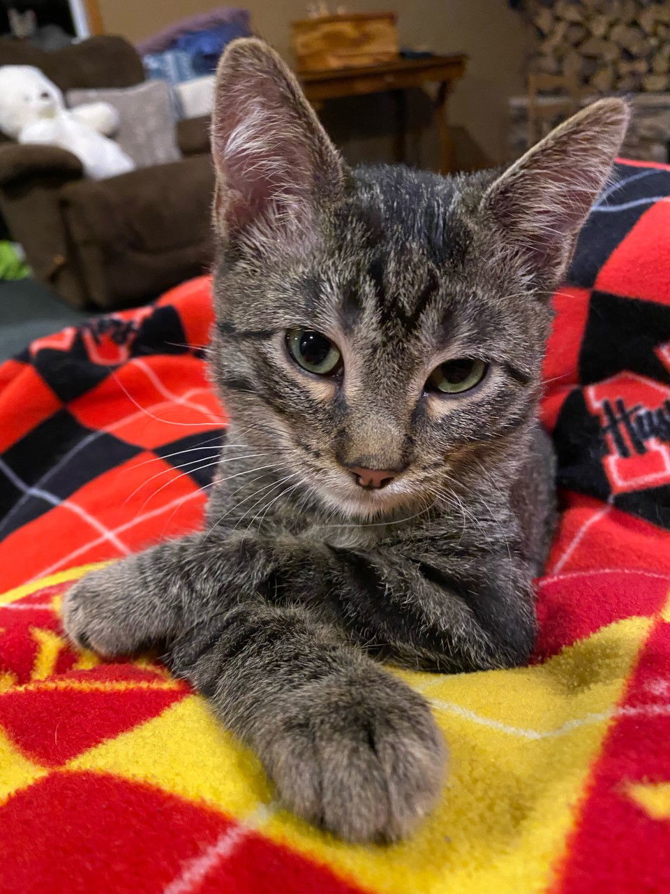 Onyx, an adoptable Domestic Short Hair in Cedar Rapids, IA, 52405 | Photo Image 1