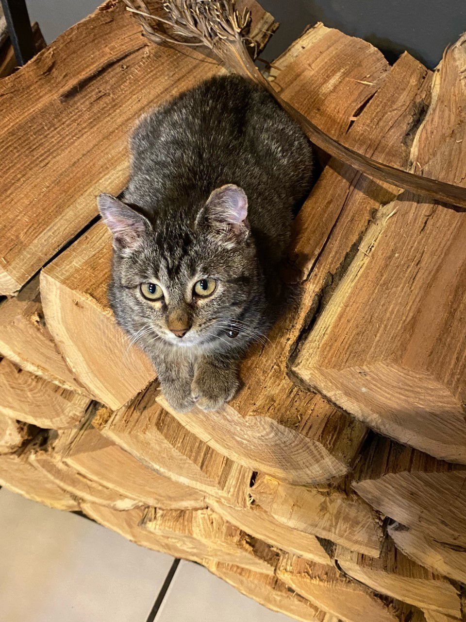 Garnett, an adoptable Domestic Short Hair in Cedar Rapids, IA, 52405 | Photo Image 1