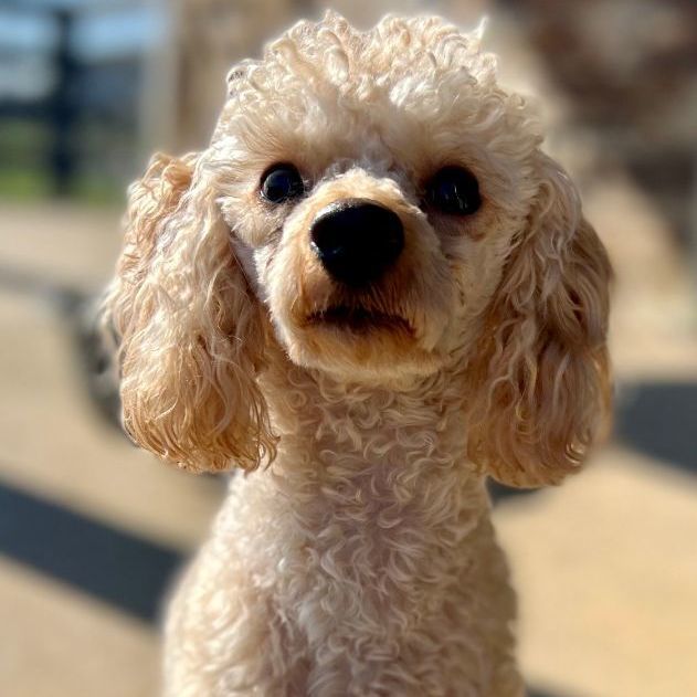 Hawksley, an adoptable Miniature Poodle in Thompson's Station, TN_image-3