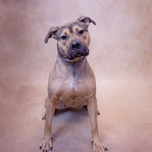 Nd-2c North Pit Bull Terrier Dog