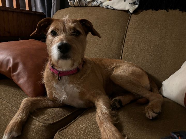 Golden retriever store border terrier mix