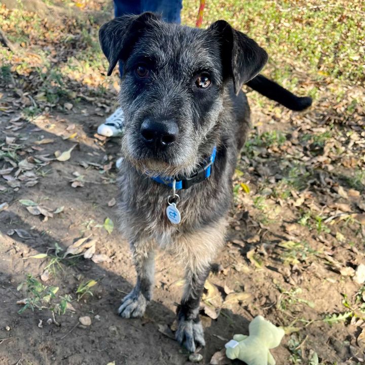 Davie, an adoptable German Wirehaired Pointer & Catahoula Leopard Dog Mix in Carencro, LA_image-1