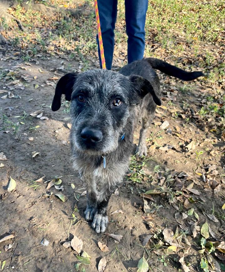 Davie, an adoptable German Wirehaired Pointer & Catahoula Leopard Dog Mix in Carencro, LA_image-4