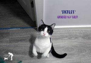 Pickles (Bonded w/ Cali)