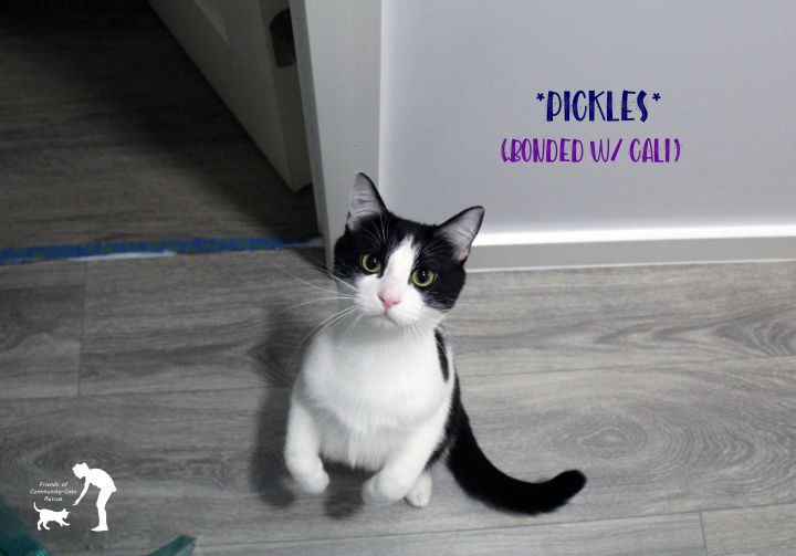 Pickles (Bonded w/ Cali), an adoptable Domestic Short Hair in Centerville, UT_image-1