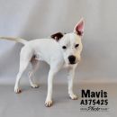MAVIS's profile on Petfinder.com