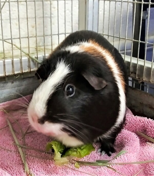 Annakin, an adoptable Guinea Pig Mix in San Diego, CA_image-4