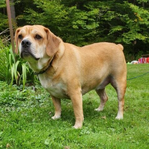Vedhæftet fil Anvendt stemme Dog for adoption - Ember, a Beagle & English Bulldog Mix in Westminster, MD  | Petfinder