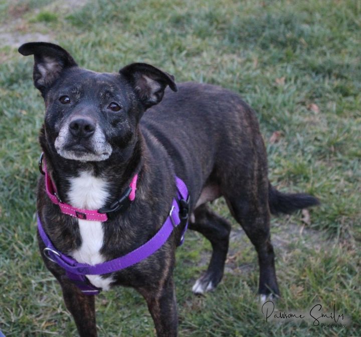 Sadie, an adoptable American Staffordshire Terrier Mix in Horseheads, NY_image-2
