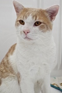 Duckie, an adoptable Domestic Short Hair in Green Valley, AZ, 85614 | Photo Image 1