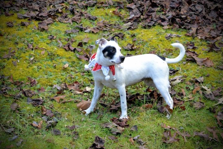 Speckles, an adopted Terrier Mix in Sevierville, TN_image-3