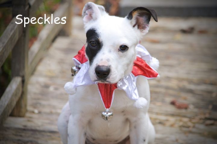 Speckles, an adopted Terrier Mix in Sevierville, TN_image-1