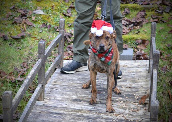 Sparky, an adopted Mountain Cur Mix in Sevierville, TN_image-2