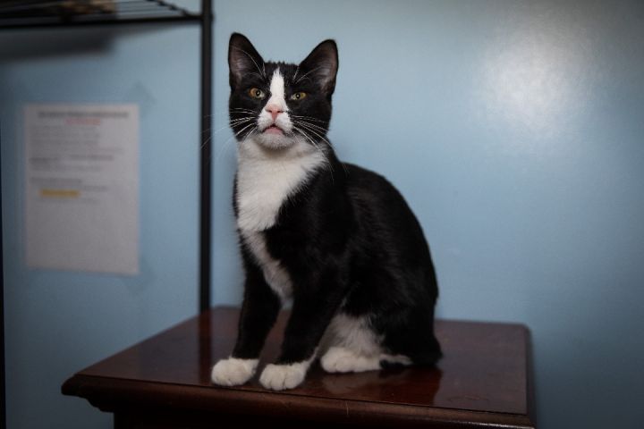 Jay, an adoptable Tuxedo in Chicago, IL_image-3