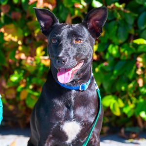 PERSONALITY playful curious BREED satoterrier mix AGE  3 years WEIGHT 26lbs Rescued from Puert