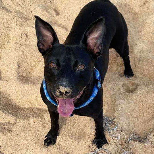 Yanna, an adoptable Terrier in Sunnyvale, CA, 94085 | Photo Image 2