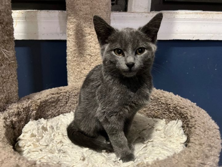 Russian blue cat hot sale rescue near me