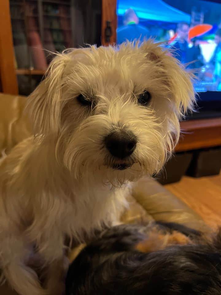 Huxley, an adopted West Highland White Terrier / Westie Mix in Manhattan, KS_image-6