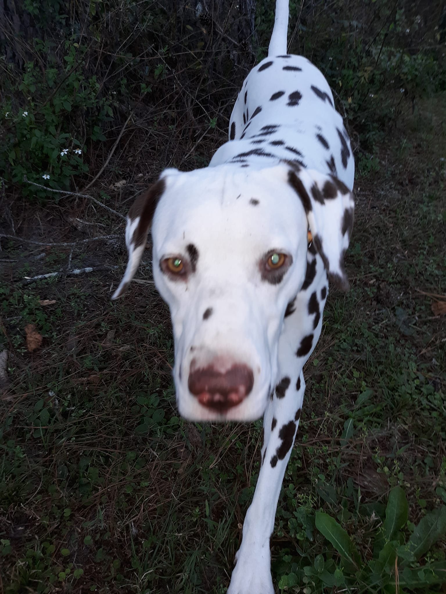 MurphyA, an adoptable Dalmatian in Fort Collins, CO, 80526 | Photo Image 1