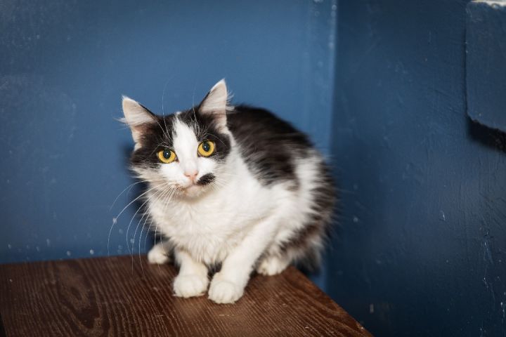 Patch, an adoptable Maine Coon in Chicago, IL_image-2