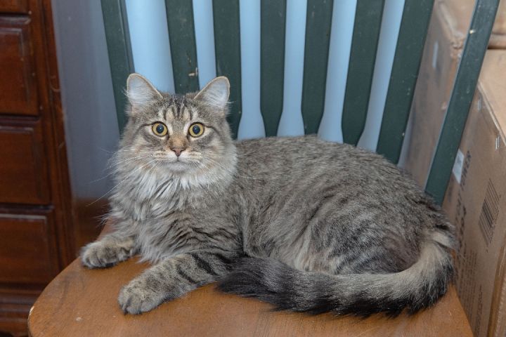Sugar, an adoptable Maine Coon in Chicago, IL_image-1