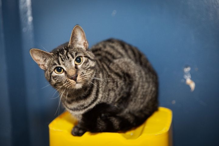 Maze, an adoptable Bengal Mix in Chicago, IL_image-3