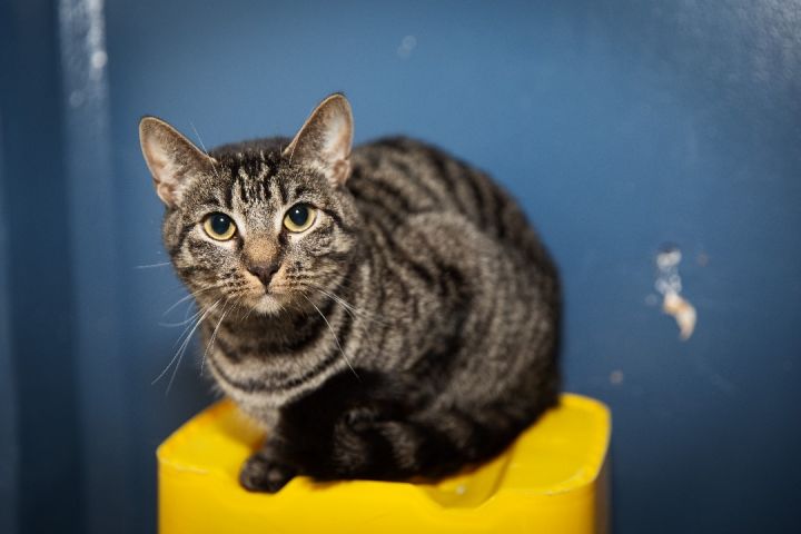 Maze, an adoptable Bengal Mix in Chicago, IL_image-4