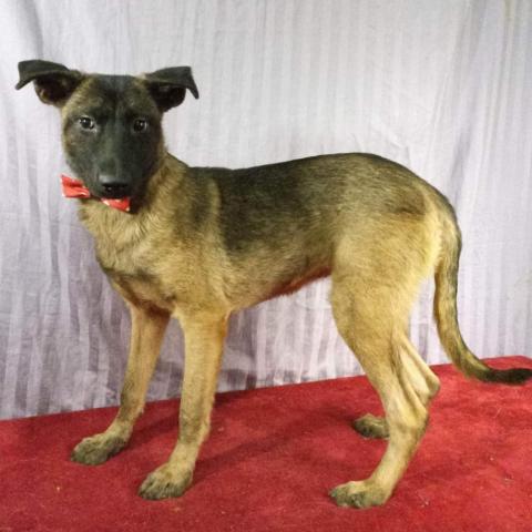 Lina, an adoptable German Shepherd Dog Mix in San Diego, CA_image-1