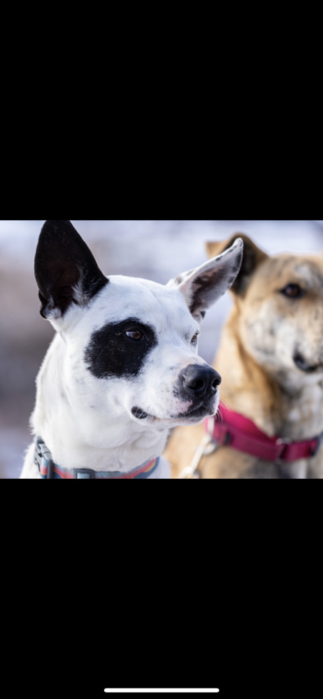 Kai, an adoptable Border Collie, Pointer in Lafayette, CO, 80026 | Photo Image 1