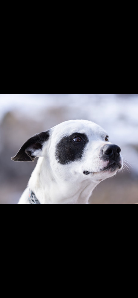 Kai, an adoptable Border Collie, Pointer in Lafayette, CO, 80026 | Photo Image 2