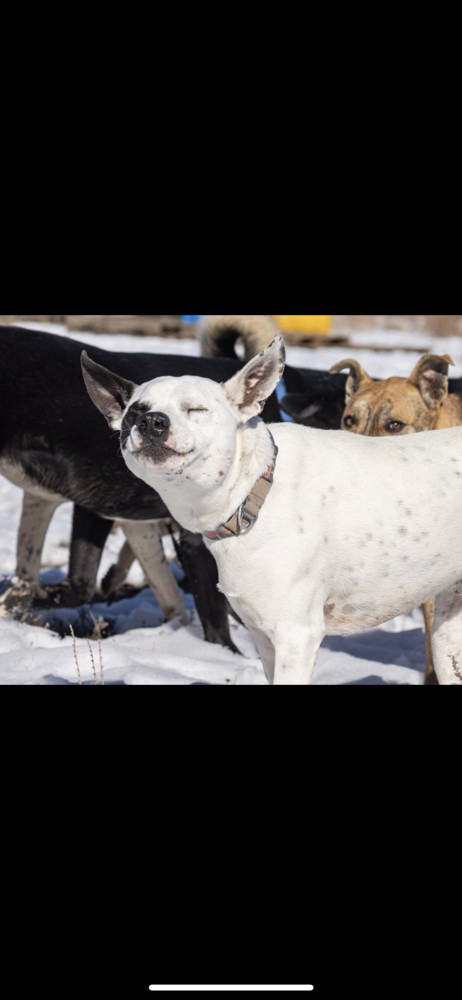 Kai, an adoptable Border Collie, Pointer in Lafayette, CO, 80026 | Photo Image 3