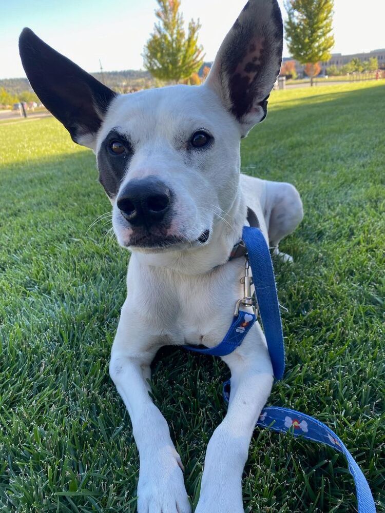 Kai, an adoptable Border Collie, Pointer in Lafayette, CO, 80026 | Photo Image 4