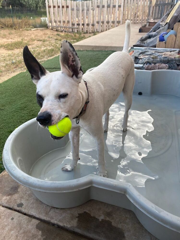 Kai, an adoptable Border Collie, Pointer in Lafayette, CO, 80026 | Photo Image 5